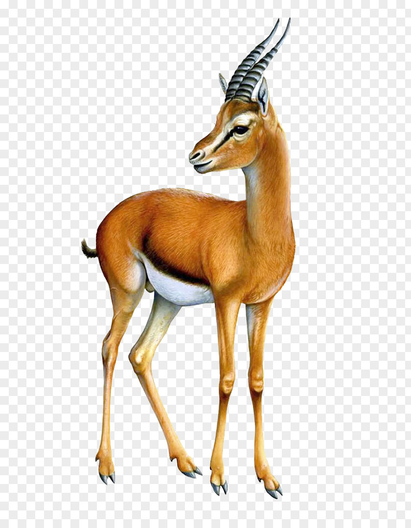 Gazelle Thomson's Impala Springbok Antelope PNG