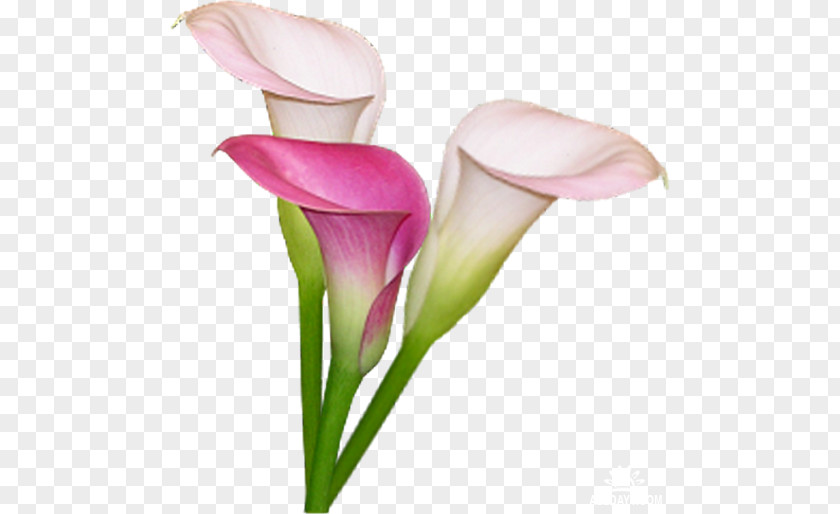 Giant White Arum Lily Flower Pink Petal PNG