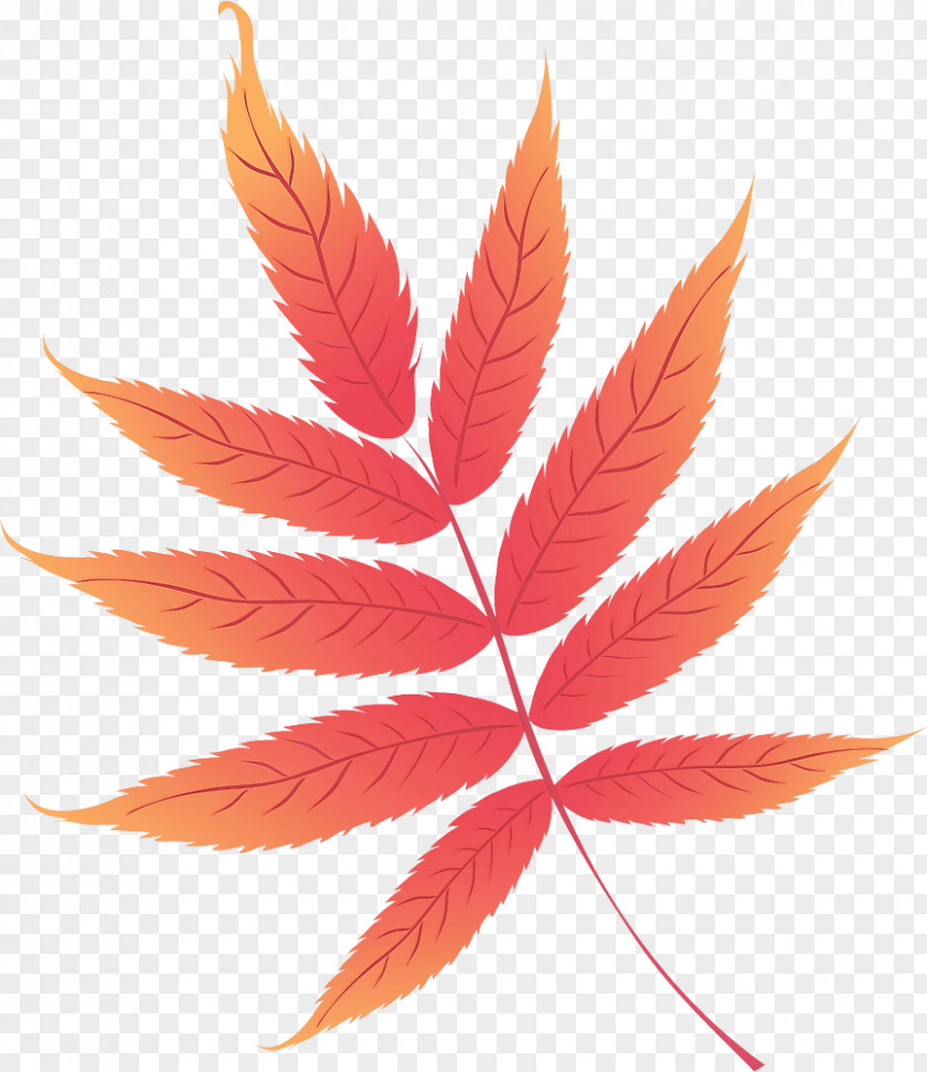 Maple Leaf PNG