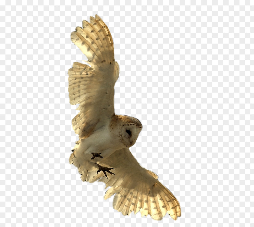 Owl Little Bird Of Prey PNG