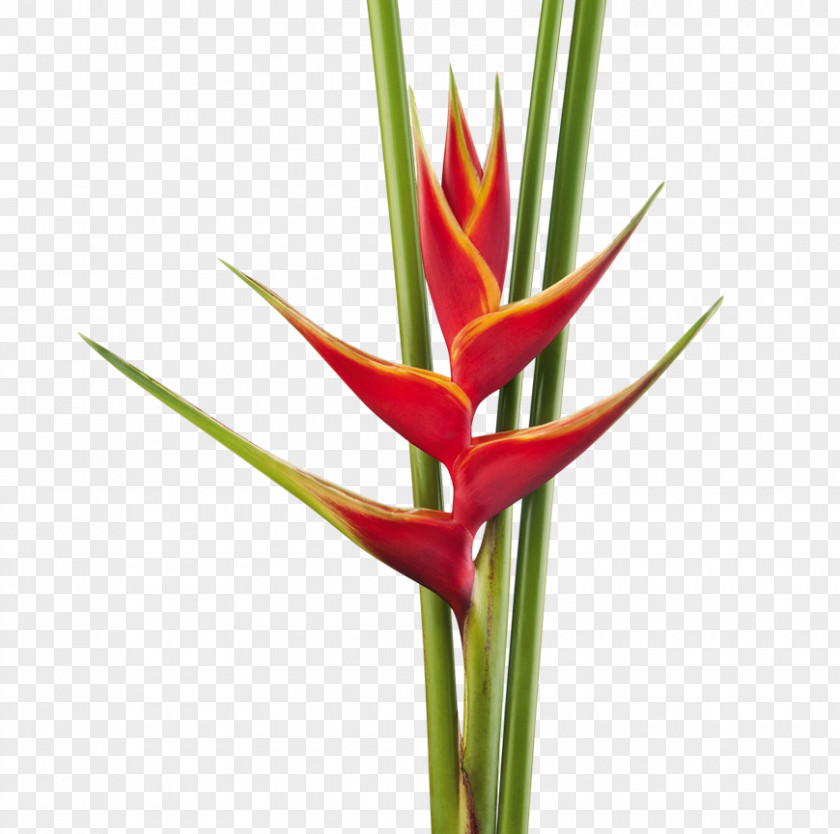 Pictures Of Flowers Heliconia Bihai Cut Rostrata Plant Stem PNG
