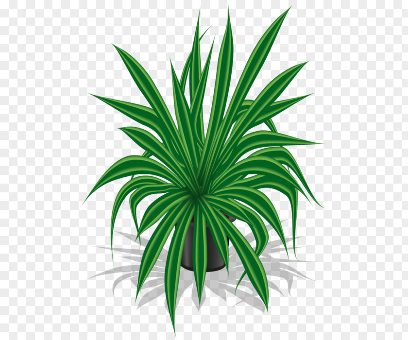 Plant Flowerpot Houseplant Garden PNG