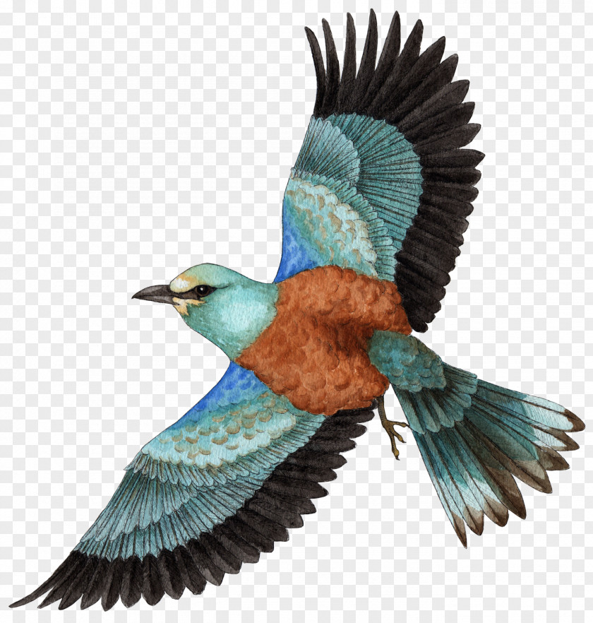 Animalier European Roller Drawing Clip Art Illustration Bee-eater PNG