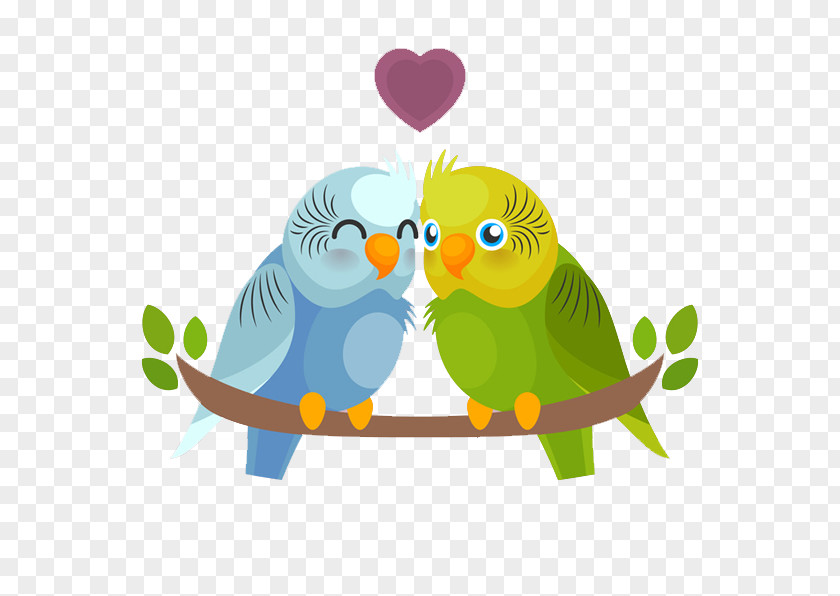 Colored Parrot Lovers Bird Budgerigar PNG