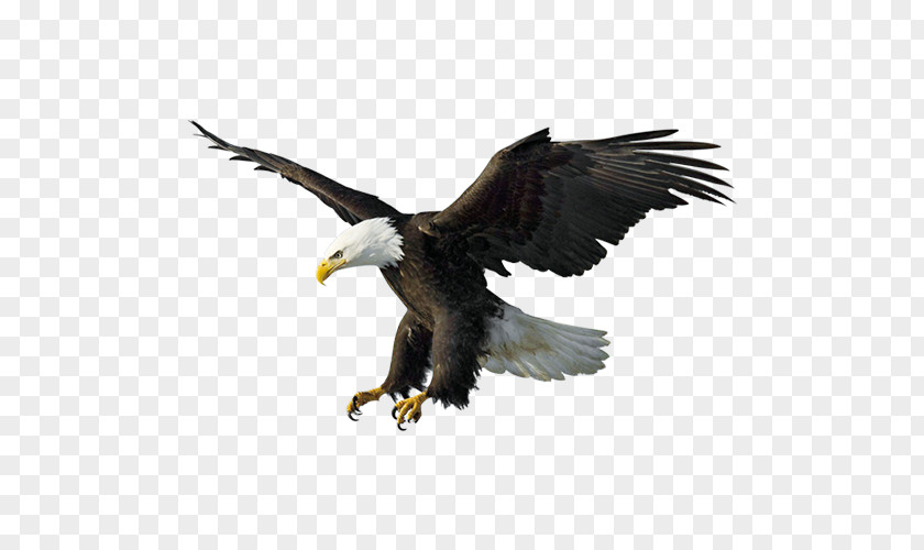 Flying Eagles Bald Eagle Drawing Illustration PNG