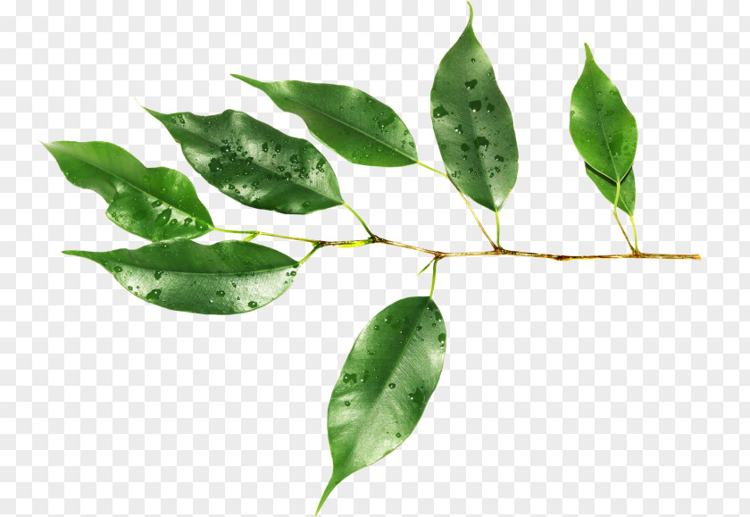 Leaf Raster Graphics Plant Stem Clip Art PNG