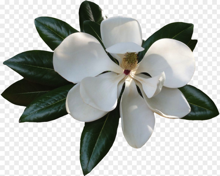 Magnolia Clip Art Image File Format PNG