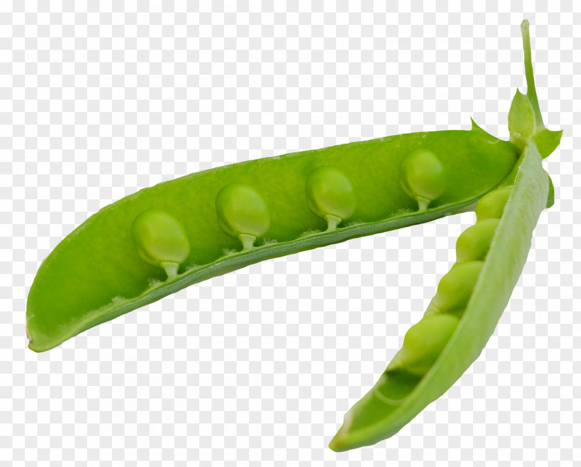 Pea Snap Icon PNG