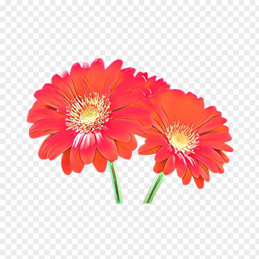 Perennial Plant Asterales Flowers Background PNG