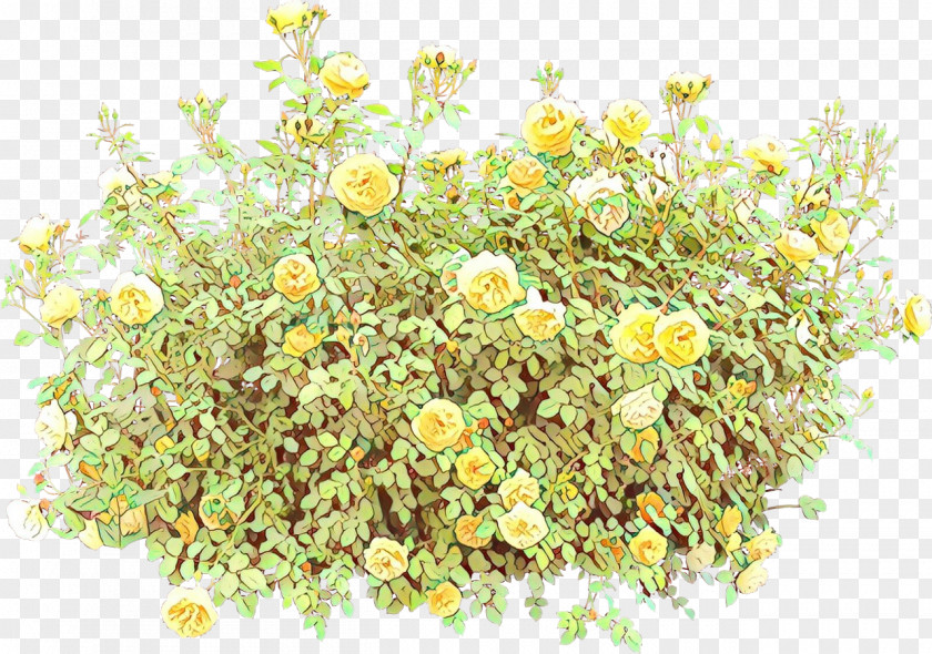 Perennial Plant Burclover Flower Chamomile Camomile Mayweed PNG