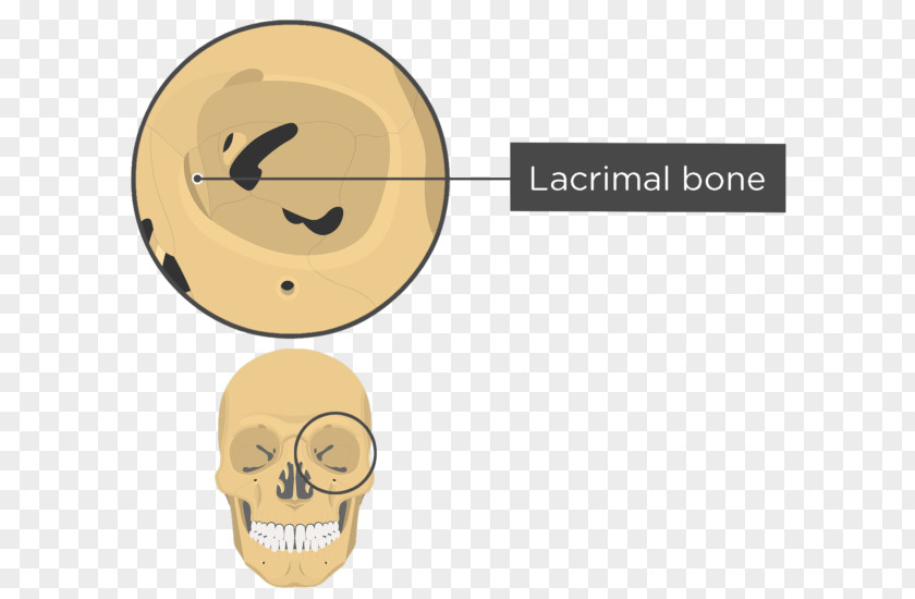 Skull And Bone Orbit Human Skeleton Anatomy Sphenoid PNG