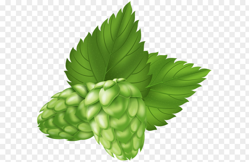 Cascade Hops Fence Beer Clip Art Vector Graphics Image PNG