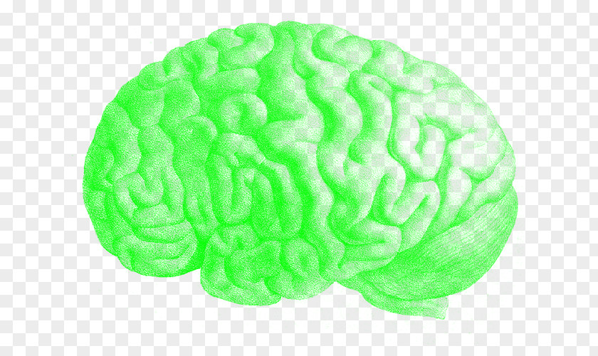 Cranio Human Brain Art Medical Illustration PNG