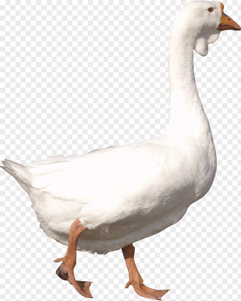 Goose Image Icon PNG