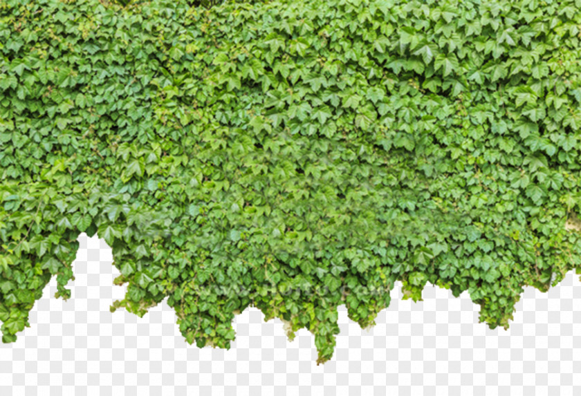 Green Wall Tiger Parthenocissus Tricuspidata Ivy Plant PNG