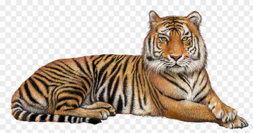 Lion Felidae Bengal Tiger Transparency PNG
