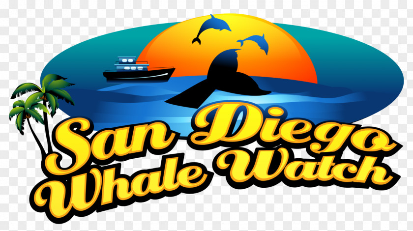 Whale San Diego Watch Watching Cetacea Things To Do In PNG
