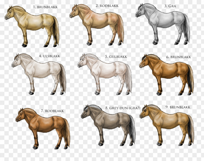Apart Fjord Horse American Quarter Pony Equine Coat Color PNG