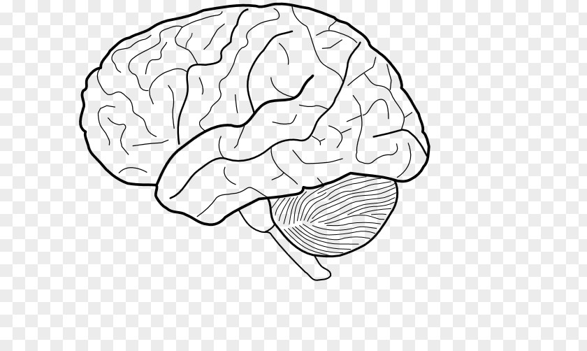 Brain The Human Coloring Book Anatomy Physiology PNG