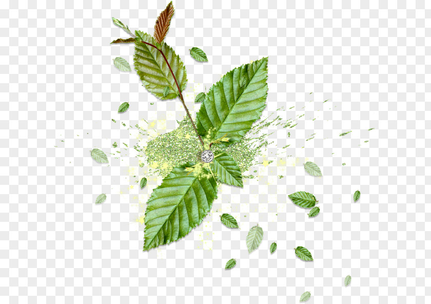 Mint Leaves Leaf Flower U6d17u8138 PNG