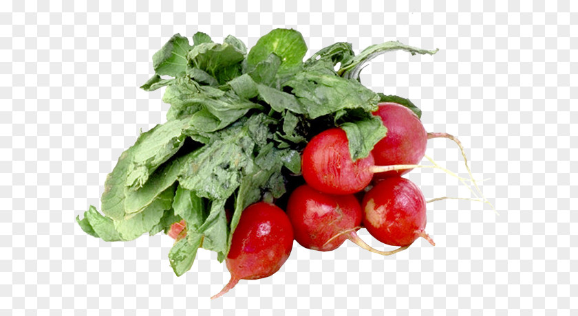 Nutrition Carrot Garden Radish Black Spanish Vegetable Fruit Salad PNG