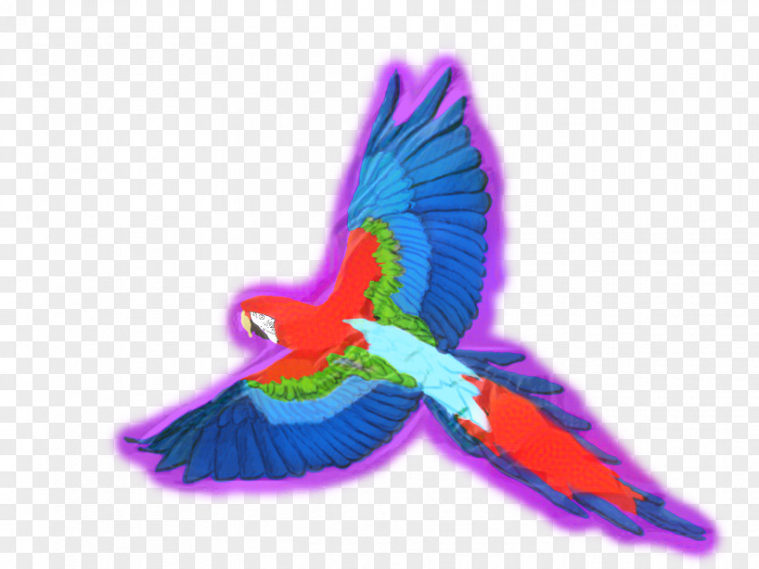 Parrot Hummingbird Bird PNG