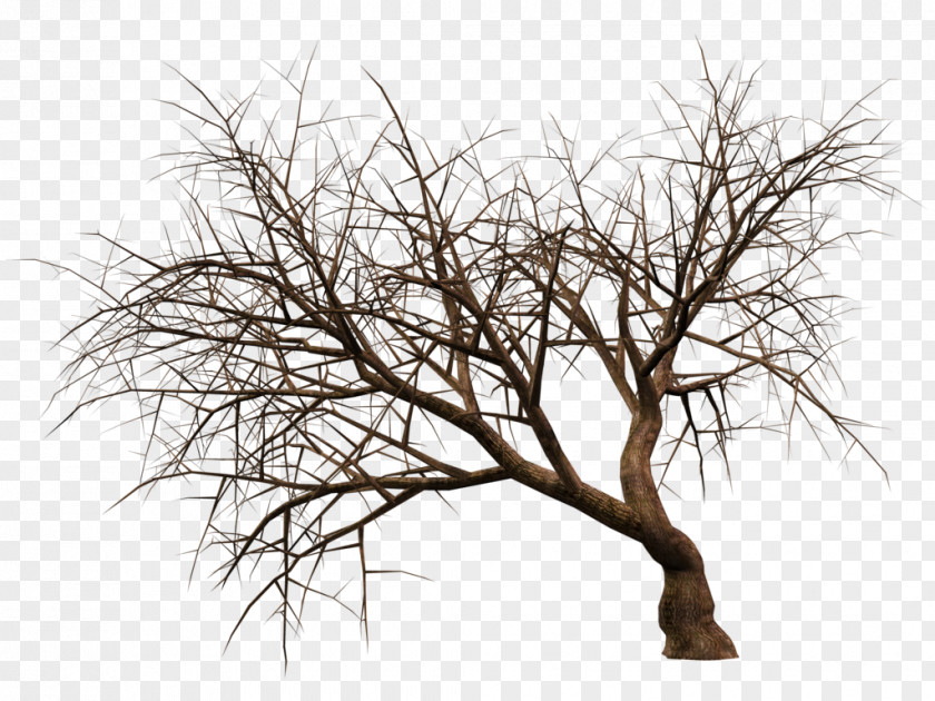 Share 3D Rendering Tree Plant PNG