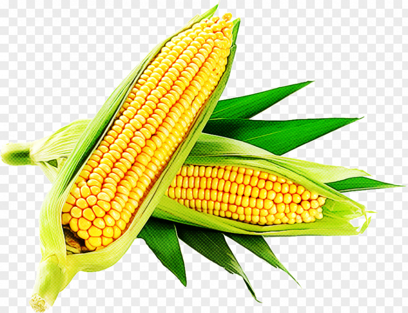 Sweet Corn On The Cob Flour Kernel Vegetable PNG