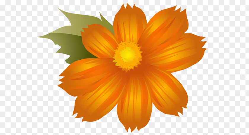Calendula Flower Orange Blossom Clip Art PNG