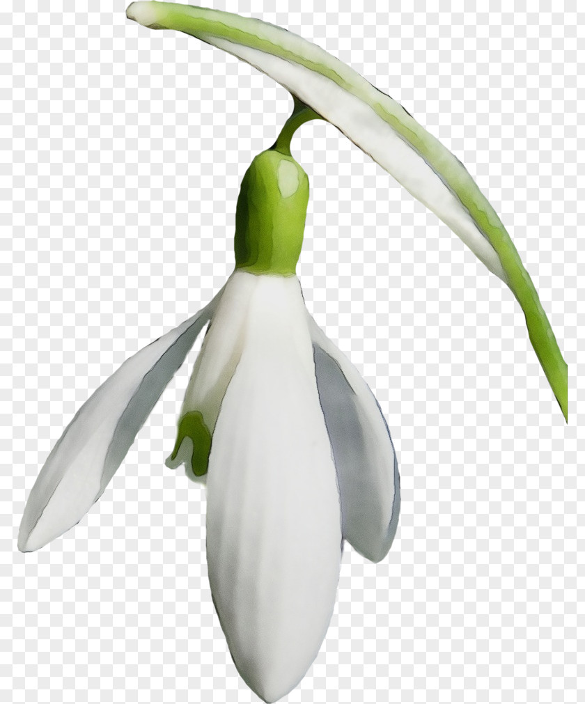 Galanthus Snowdrop Flower Plant Summer Snowflake PNG