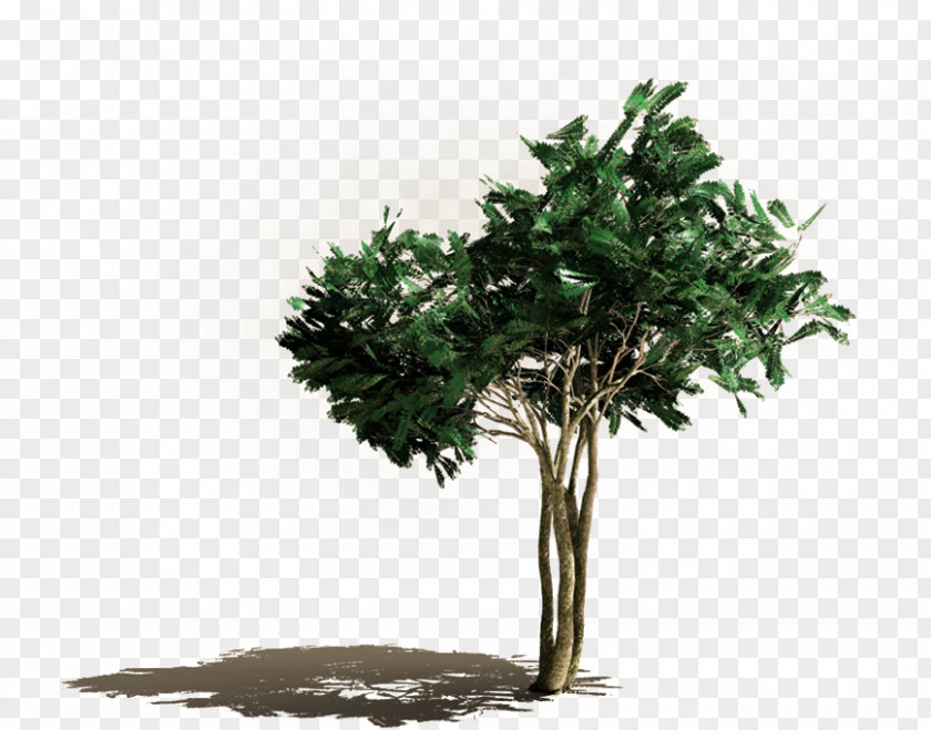 Green Trees Shadow PNG trees shadow clipart PNG