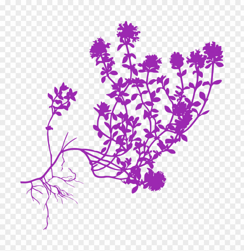 Lavender PNG