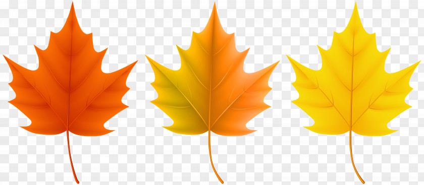 Autumn Leaves Set Clip Art Image Red Maple Sugar Leaf Color PNG