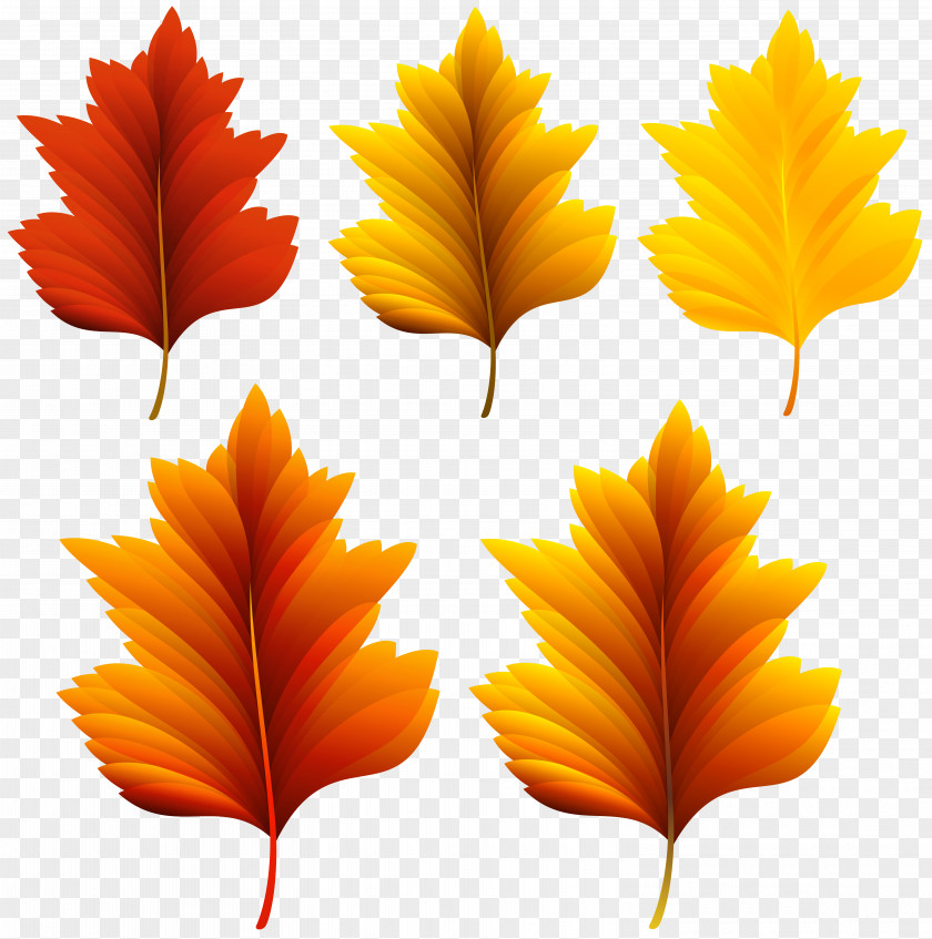 Beautiful Fall Leaves Set Clipart Image Autumn Leaf Color Clip Art PNG