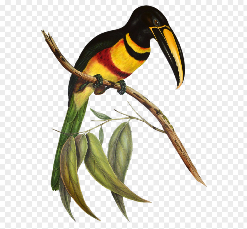 Bird A Monograph Of The Ramphastidae, Or Family Toucans Tropical Birds Channel-billed Toucan Aracari PNG