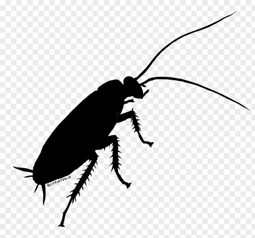 Cockroach Beetle Weevil Clip Art Silhouette PNG