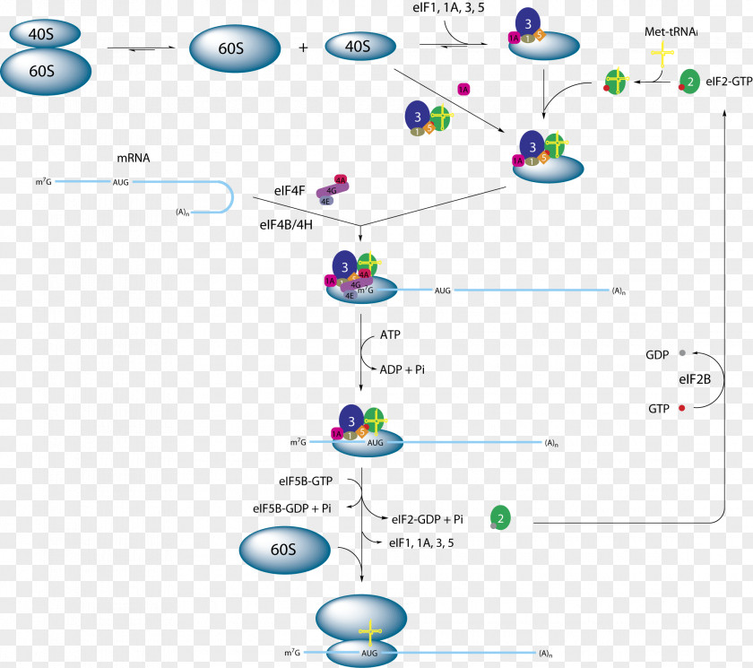 Eukaryotic Translation EIF2 Initiation Factor PNG