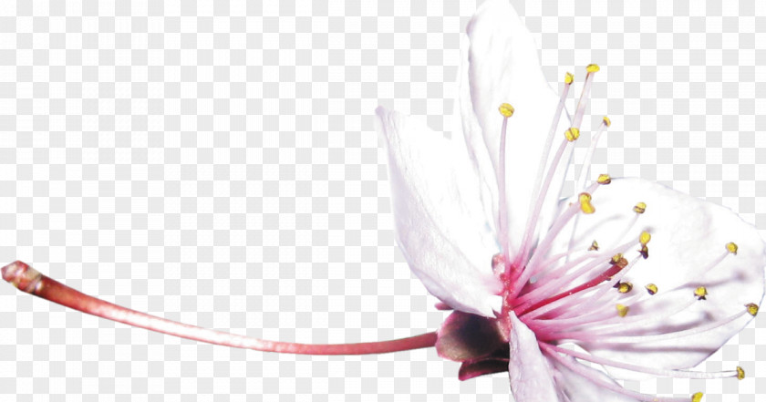 Japanese Response Shrub Flower Nature Desktop Wallpaper Tree PNG