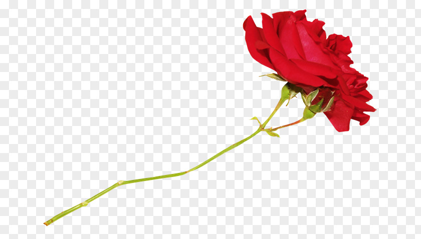 ROSAS ROJAS Garden Roses Cut Flowers Carnation Bud PNG