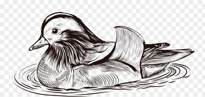 Swimming Ducklings Duck Drawing Sketch PNG