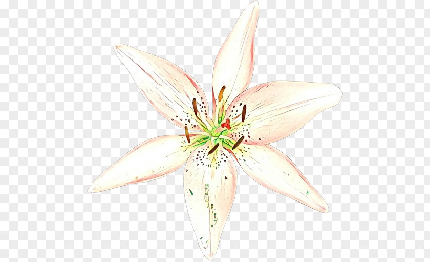 Cut Flowers Lily M PNG