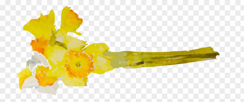 Daffodil Watercolor Painting Cut Flowers Photography PNG