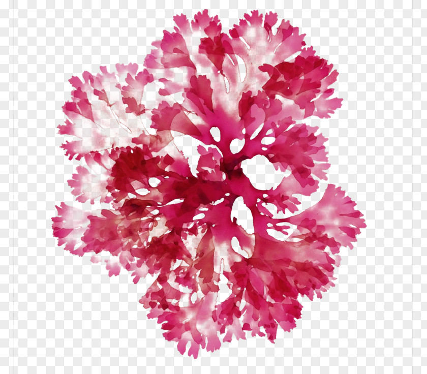 Floral Design PNG