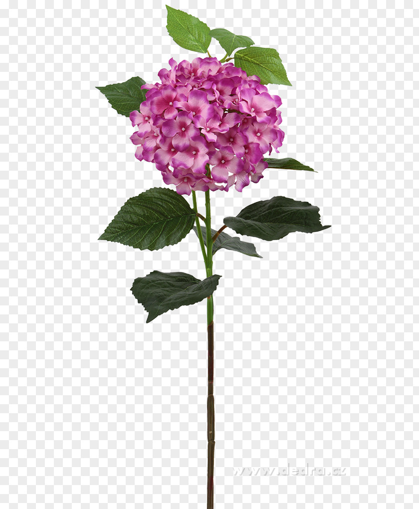 Flower Hydrangea Cut Flowers Vaše Dedra Plant Stem PNG