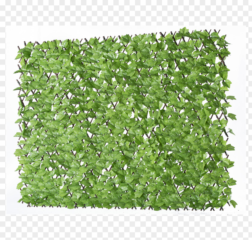 Trellis Herb Shrub Groundcover Lawn PNG