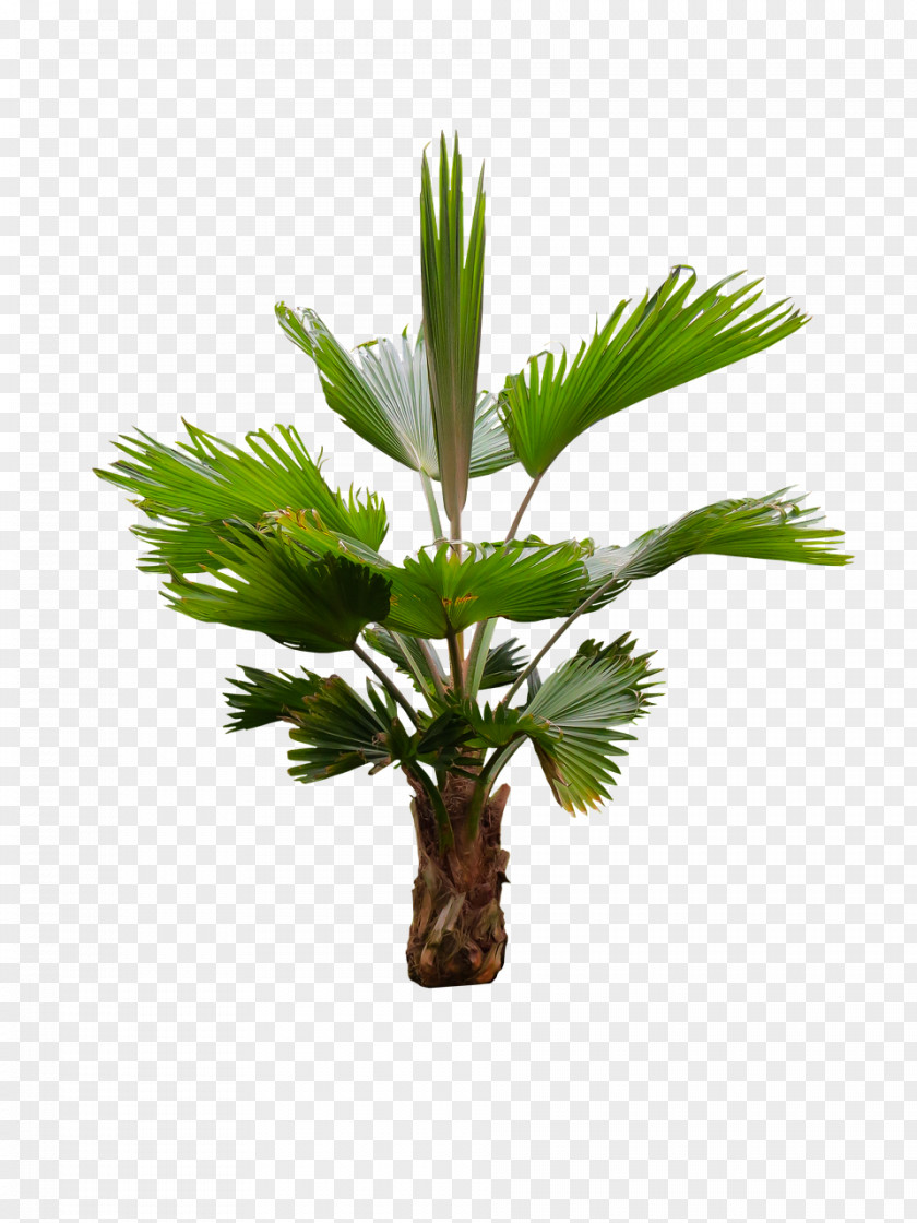 Cycad Desert Palm Coconut Tree Cartoon PNG