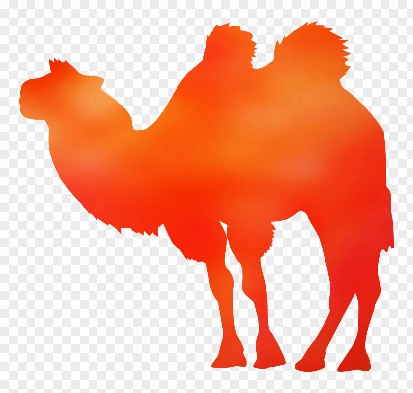 Dromedary Blanket Towel Bactrian Camel Bed PNG