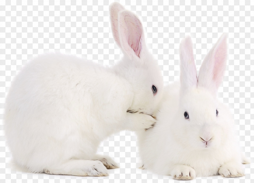 Ear Whiskers Easter Bunny Background PNG