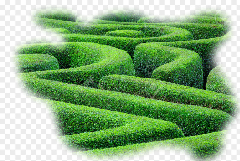 Labyrinth Hedge Maze Plant Shrub PNG