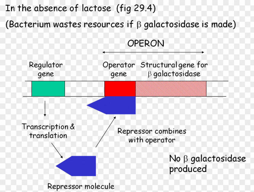 Lac Operon Biology Metabolism Essay Academic Writing PNG